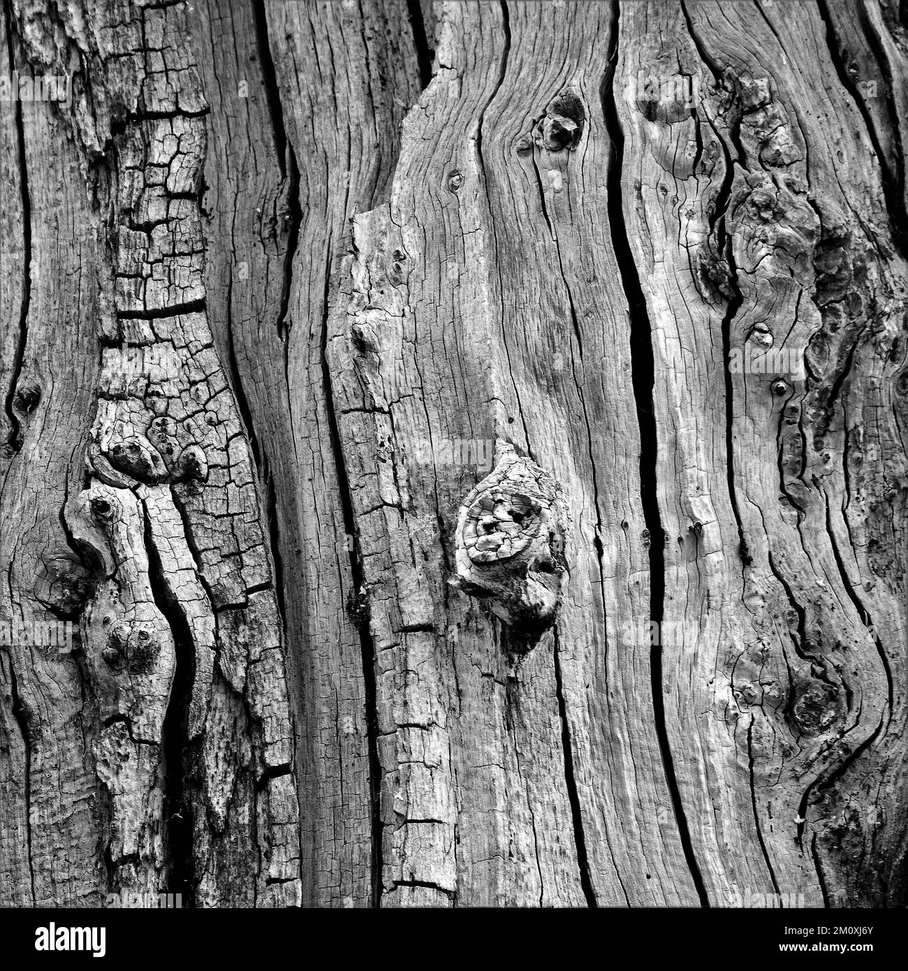 Black and white image of tree bark of ancient oak in woodland a former medieval royal hunting forest with living and remnants of sessile oak Stock Photo