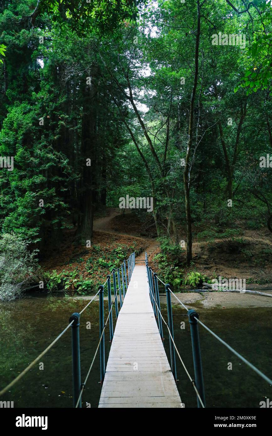 A narrow bridge on a hiking trail leading into a dense green forest Stock Photo
