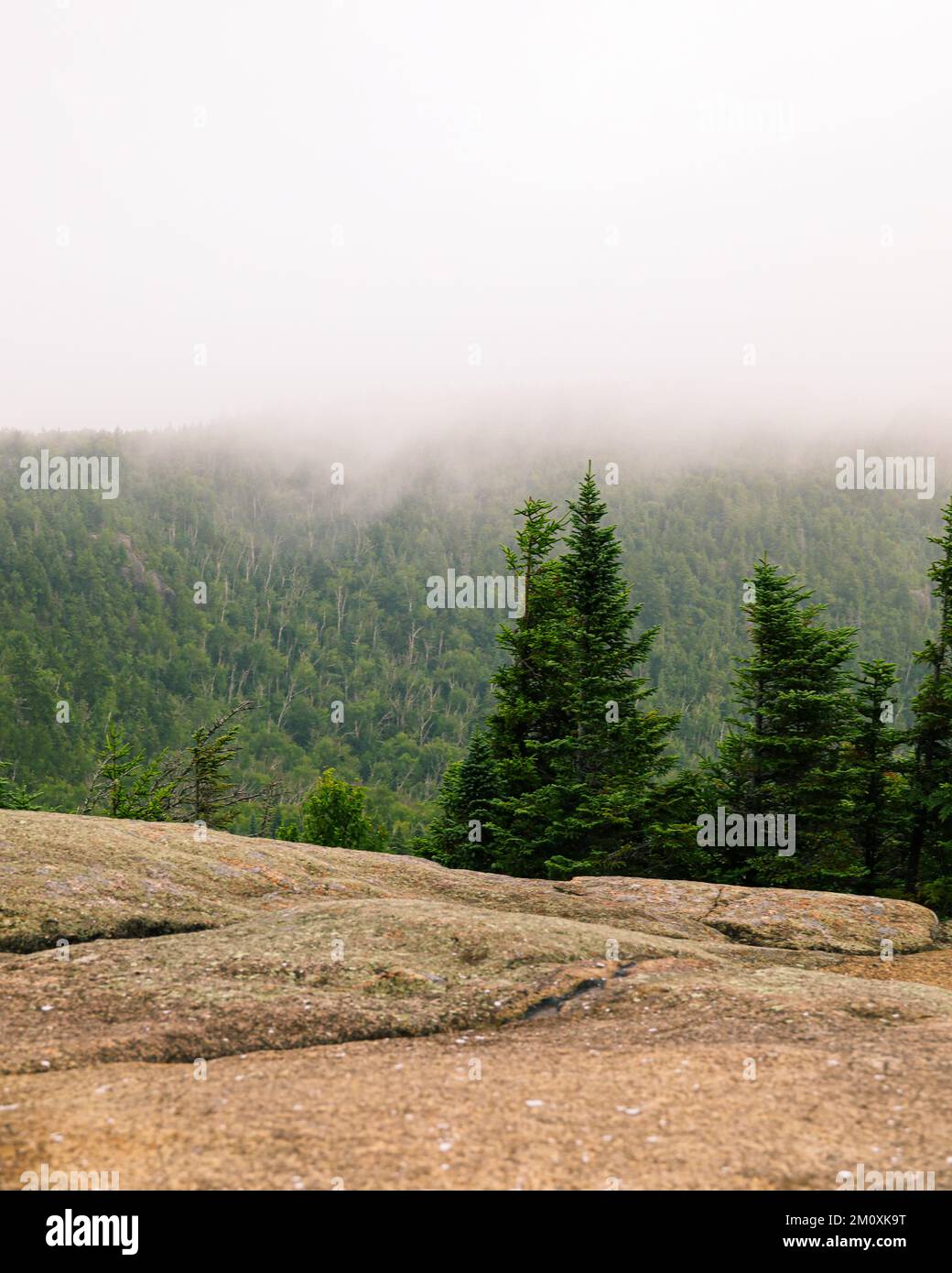 A view of forest and fog on top of a mountain with a few trees in focus on the right-hand side Stock Photo