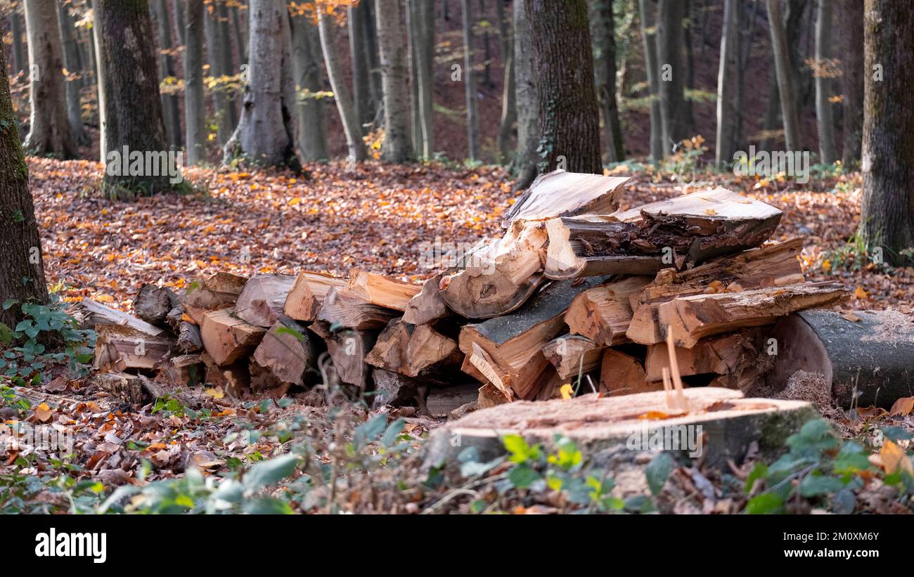 Cut trees, Preparations for winter in the forest, stumps lined up in ...