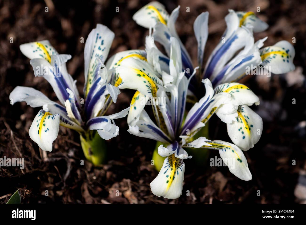 A selective closeup focus of orchis iris (iris histrioides) isolated on dark background Stock Photo