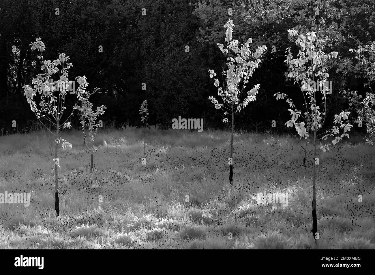 Fine art photograph woodland bathed in beautiful late evening light with images of trees in black and white, a fine art take of nature in summer, Stock Photo