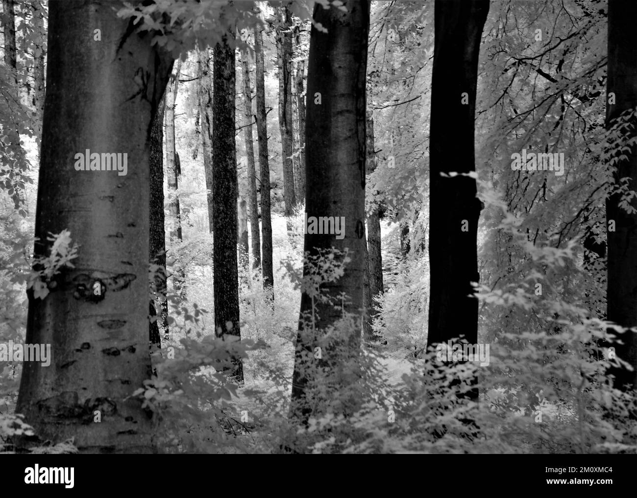 Fine art photograph of trees in black and white, an image of nature in summer in the woodlands and forests of Cannock Chase AONB (area of outstanding Stock Photo