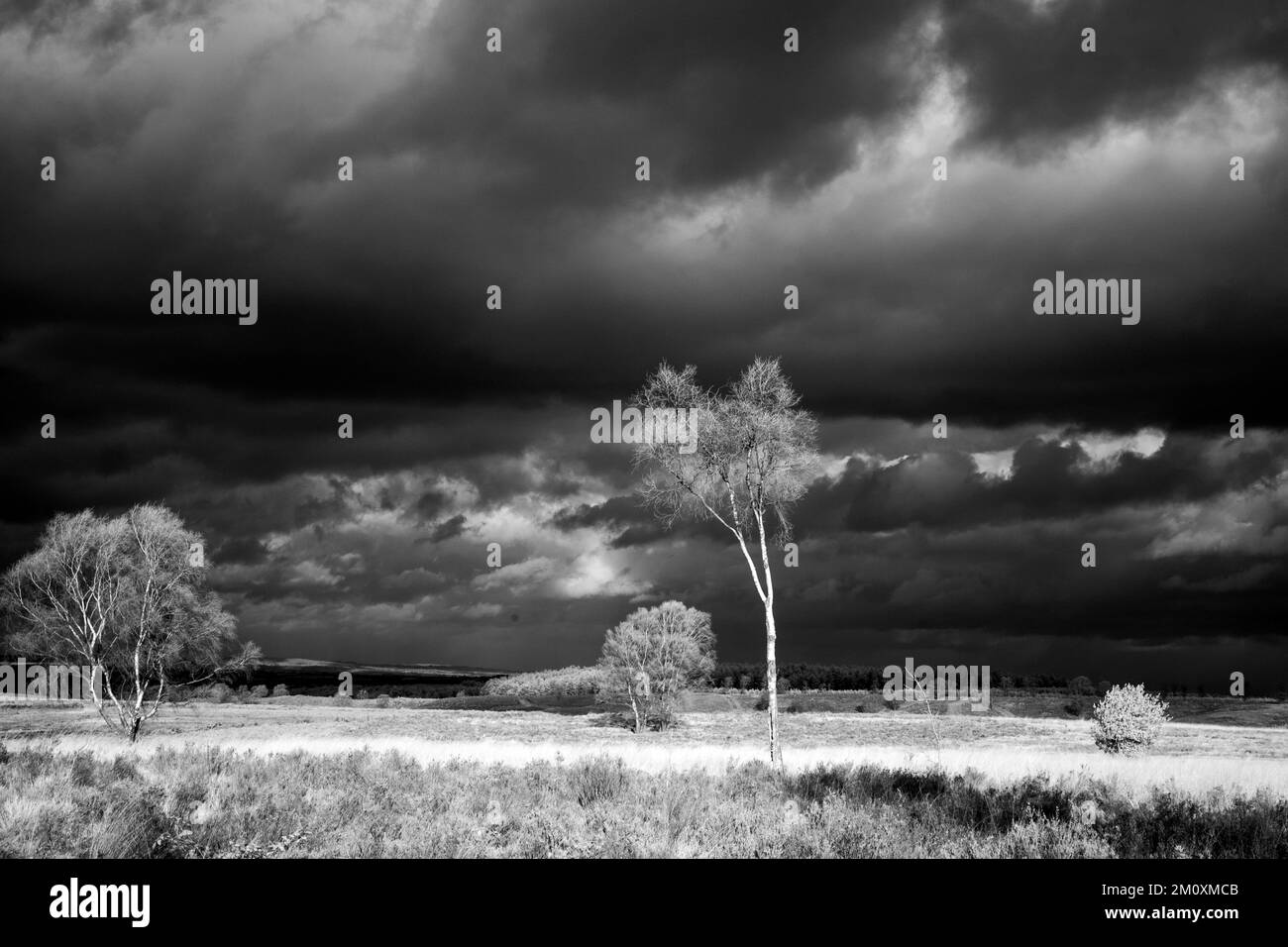 Black and white photograph with stormy sky in winter over heathland on Cannock Chase AONB Area of Outstanding Natural Beauty in Staffordshire England Stock Photo