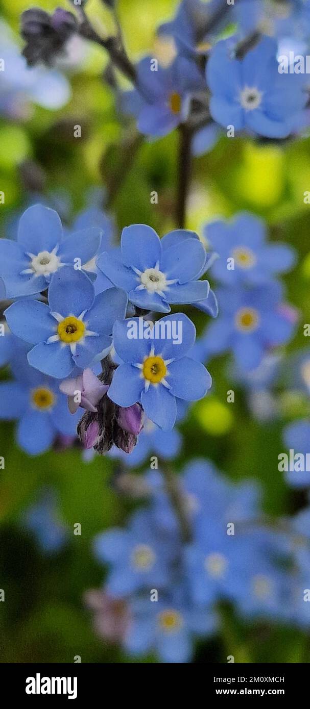 A vertical selective focus of blue forget-me-nots (Myosotis) in a garden Stock Photo