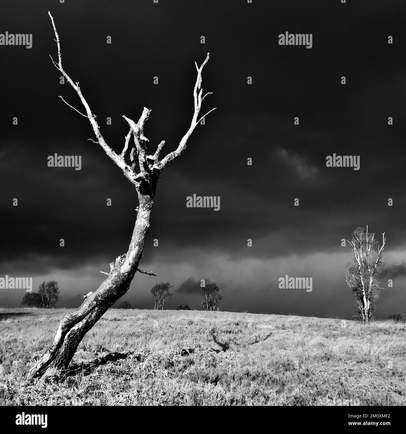 Black and white photograph with stormy sky in winter over heathland on
