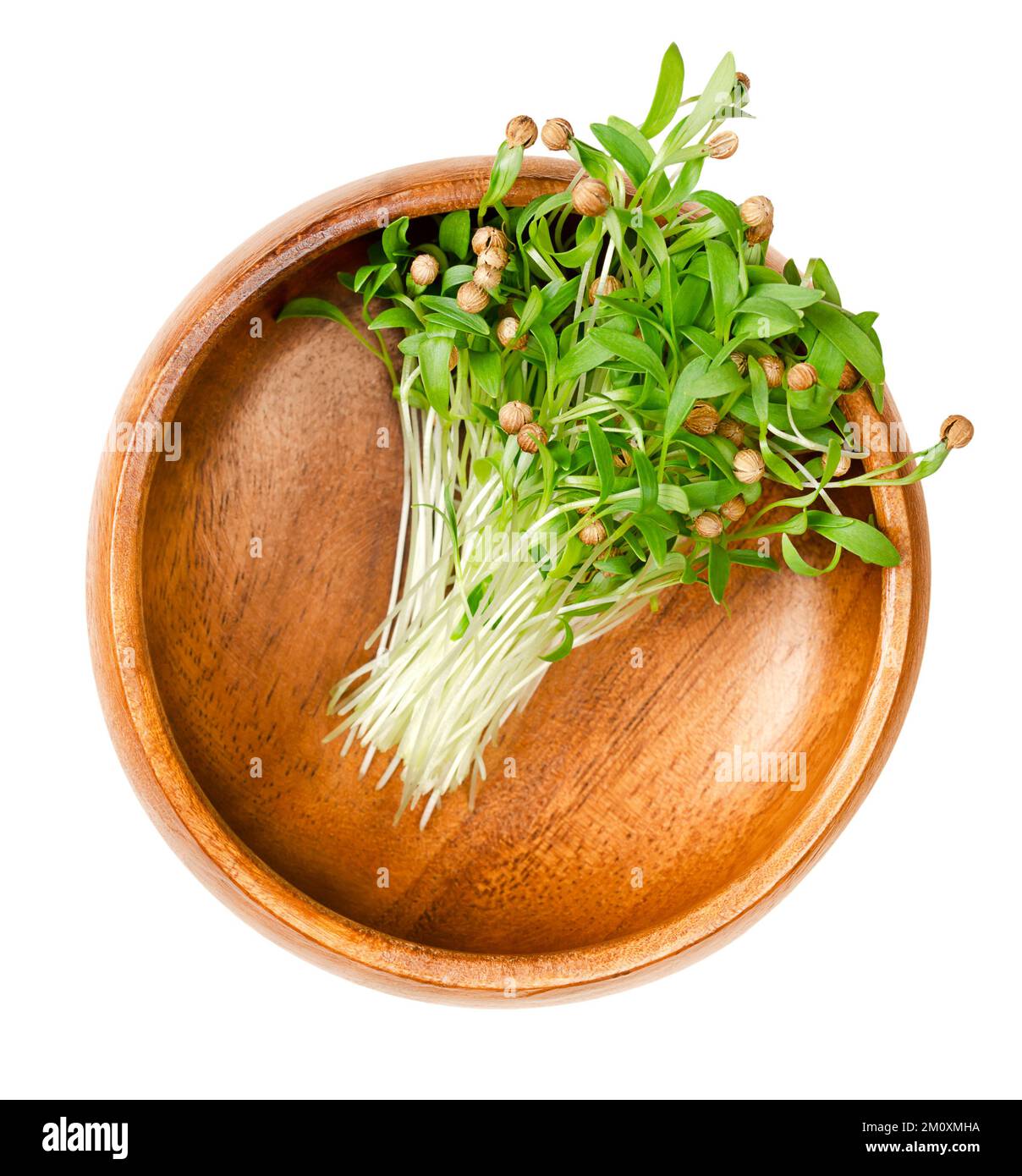 Cilantro microgreens in a wooden bowl. Fresh, ready to eat, green coriander seedlings, partly still with seed coats on the tips. Coriandrum sativum. Stock Photo