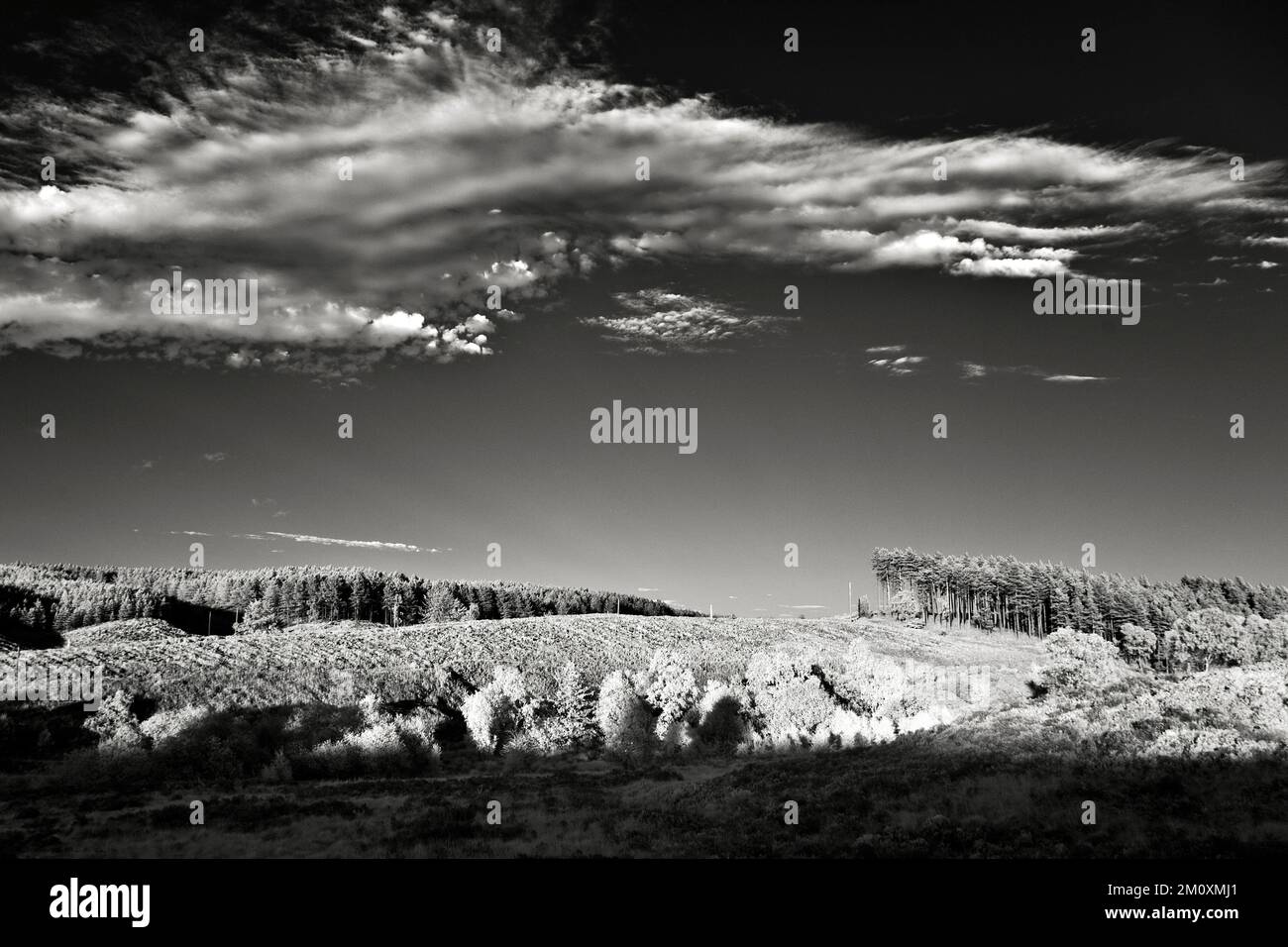Black and white photograph of heathland on Cannock Chase AONB Area of Outstanding Natural Beauty in Staffordshire England United Kingdom Stock Photo
