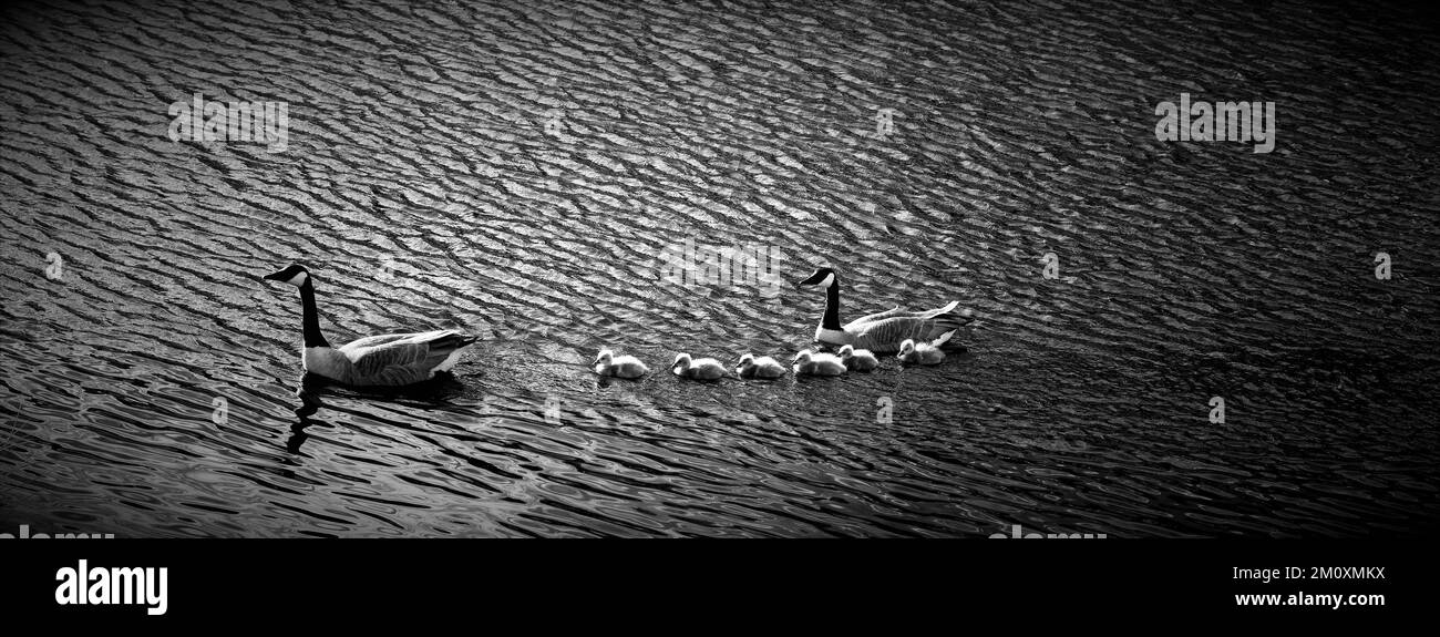 Black and white photograph of Canadian Geese family in woodland pond on Cannock Chase Forest in a Area of Outstanding Natural Beauty Stock Photo
