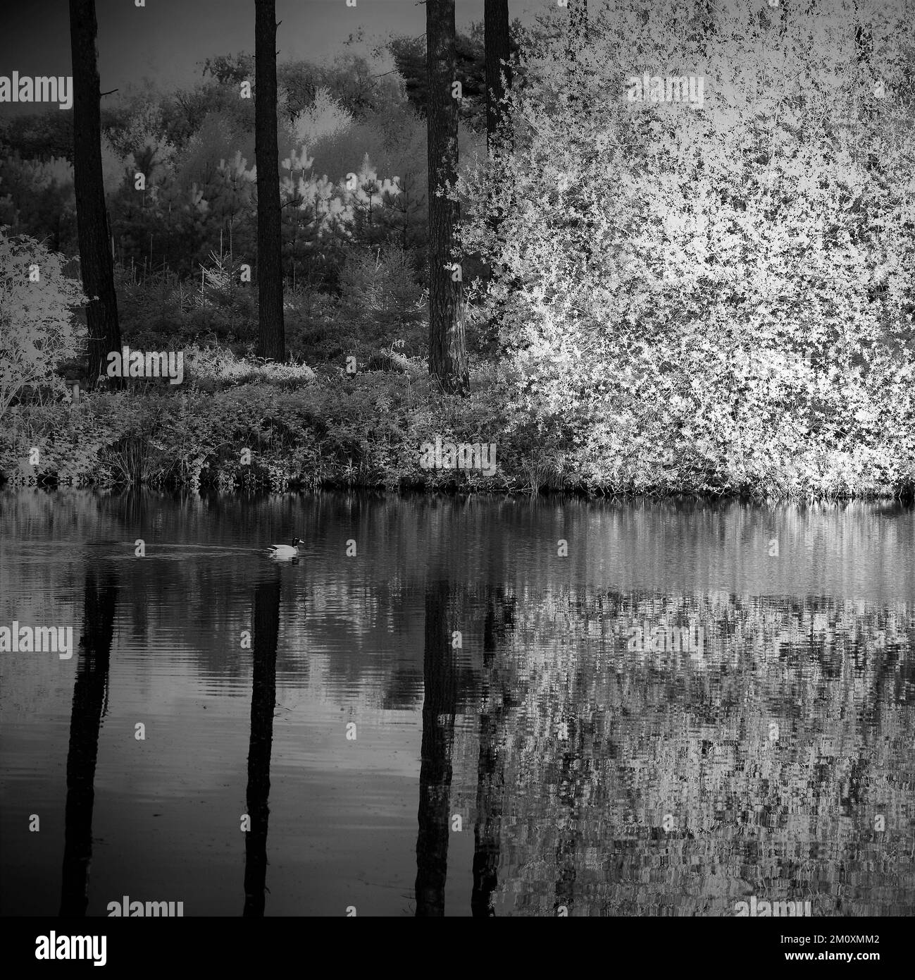 My Image 16