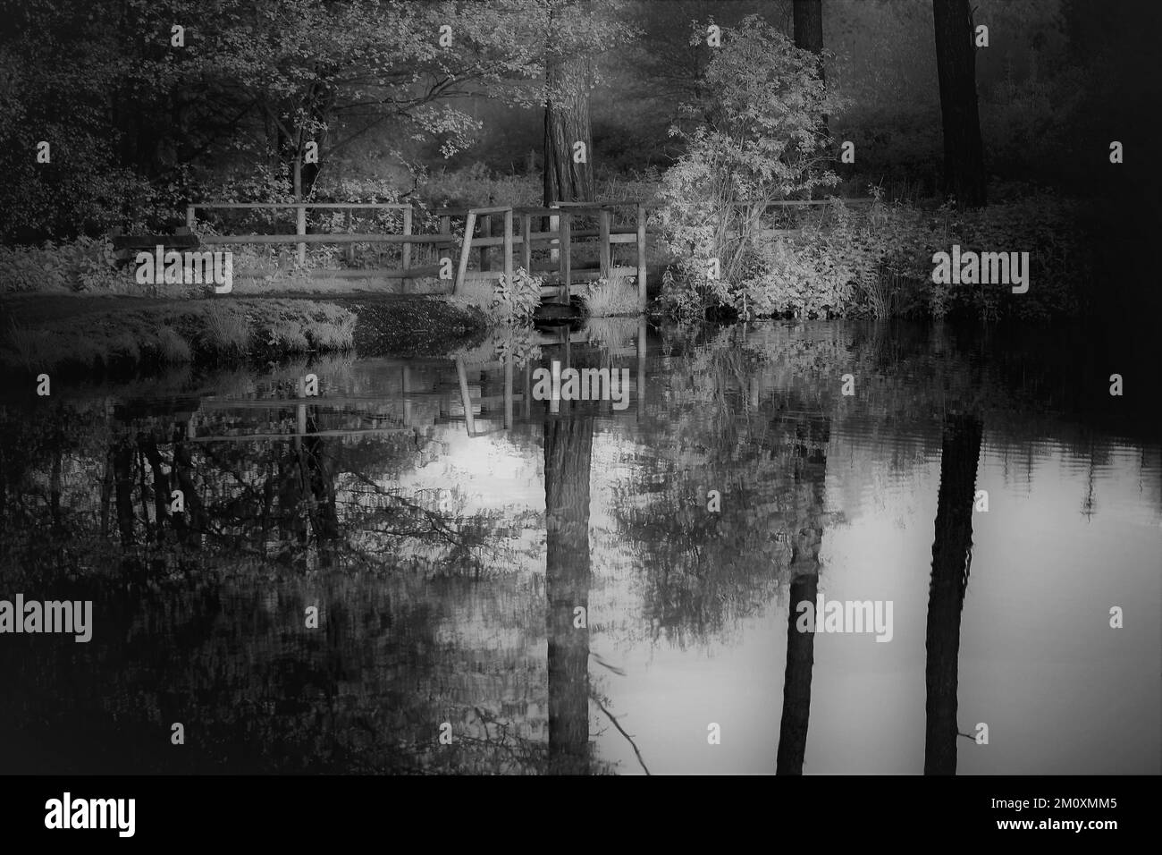 Black and white photograph of woodland pond in Cannock Chase Forest in