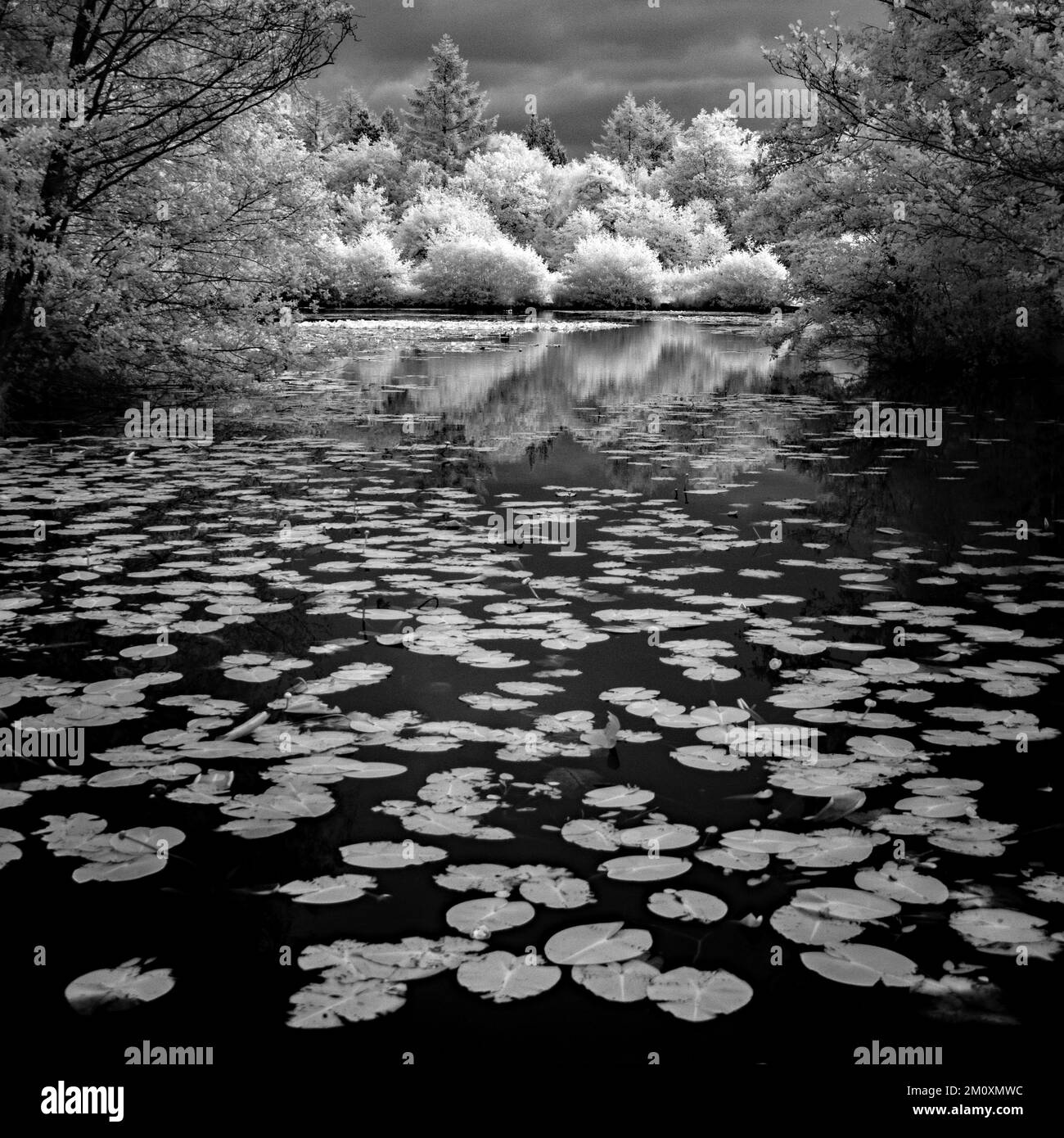 Fine art photograph in black and white, an image of a woodland Lily