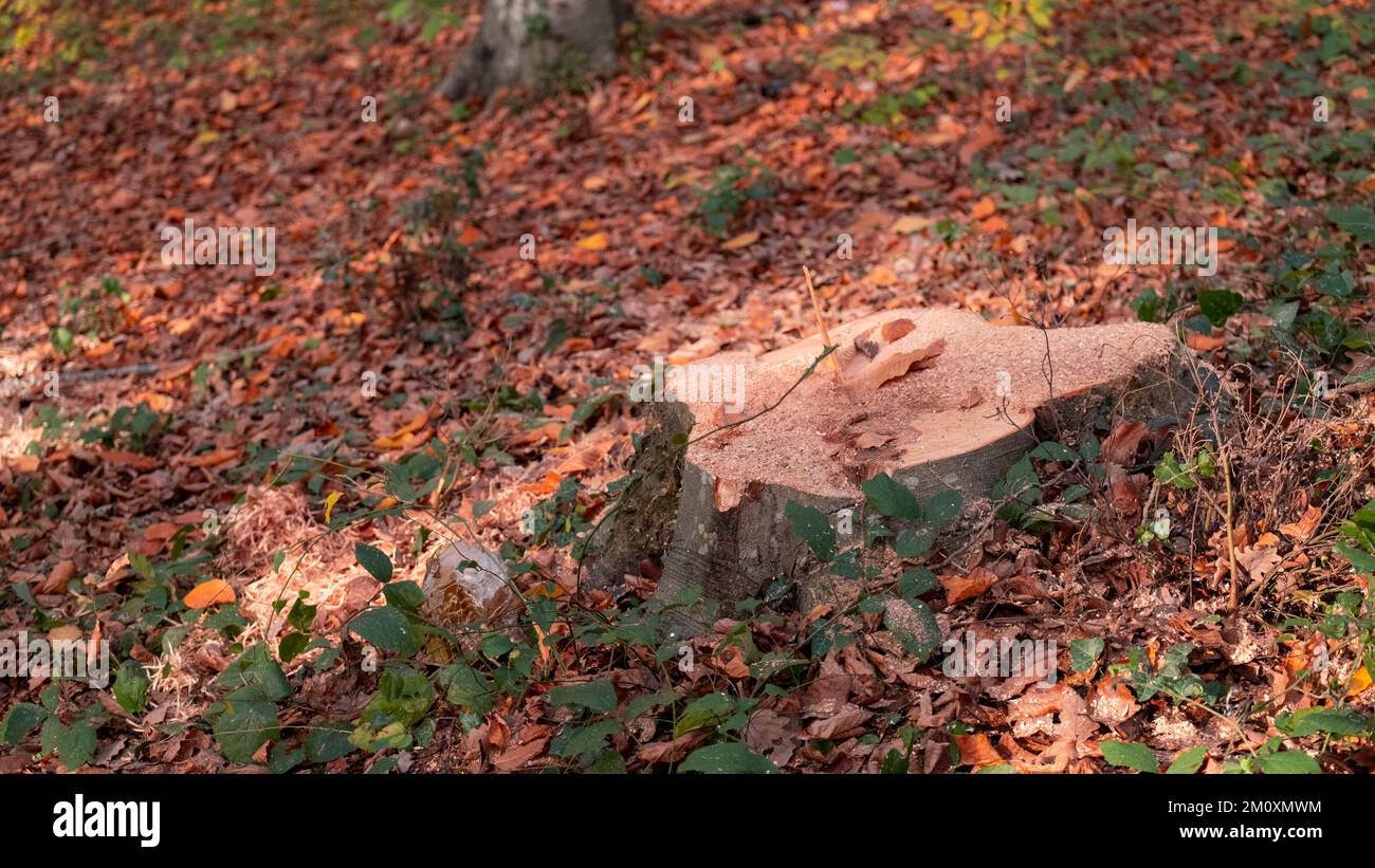 Cut trees, Preparations for winter in the forest, stumps lined up in rows, Trees cut in autumn, with space and writing area Stock Photo