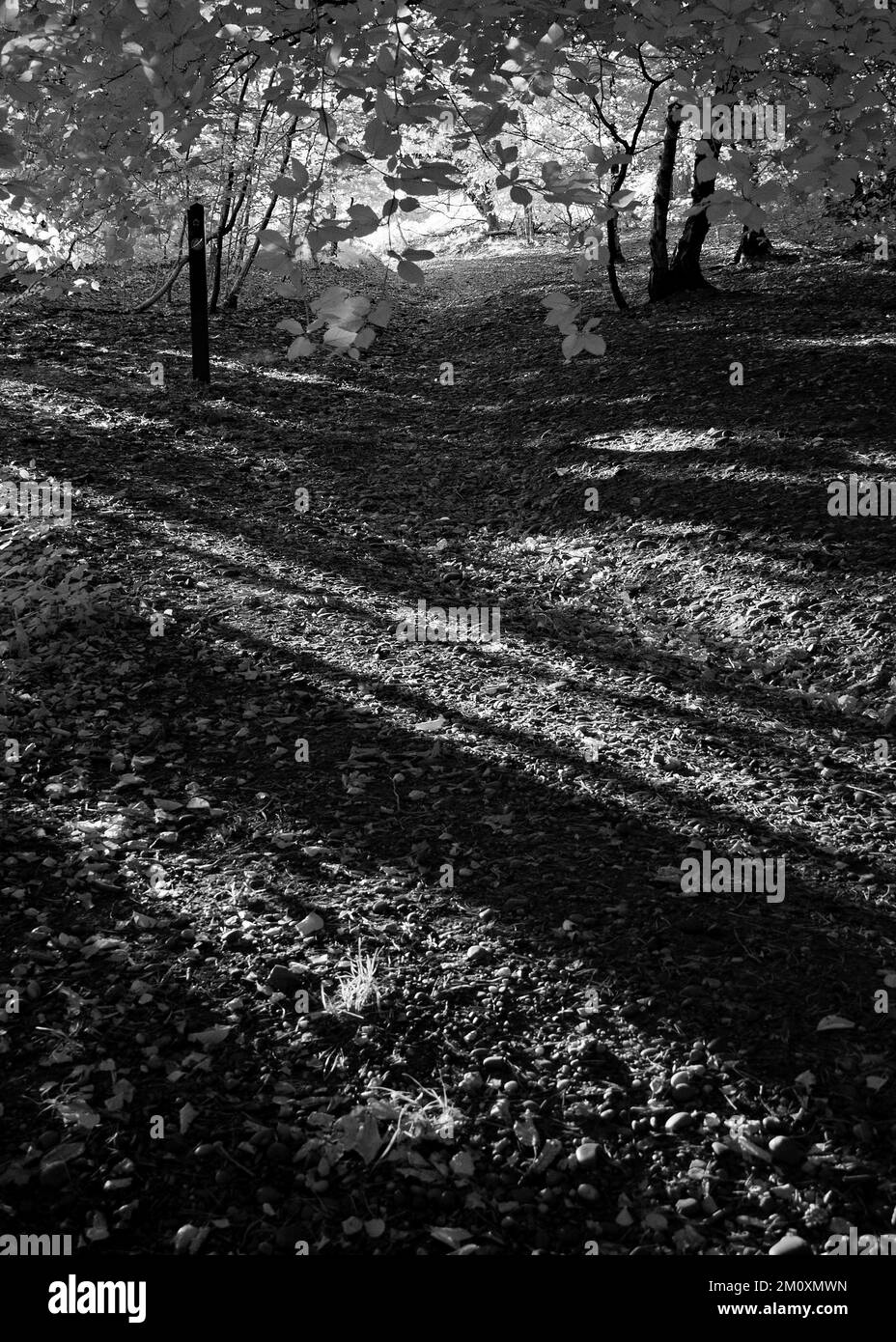 Fine art photograph of trees in black and white, an image of nature in late summer, in the woodlands and forests of Cannock Chase AONB Stock Photo
