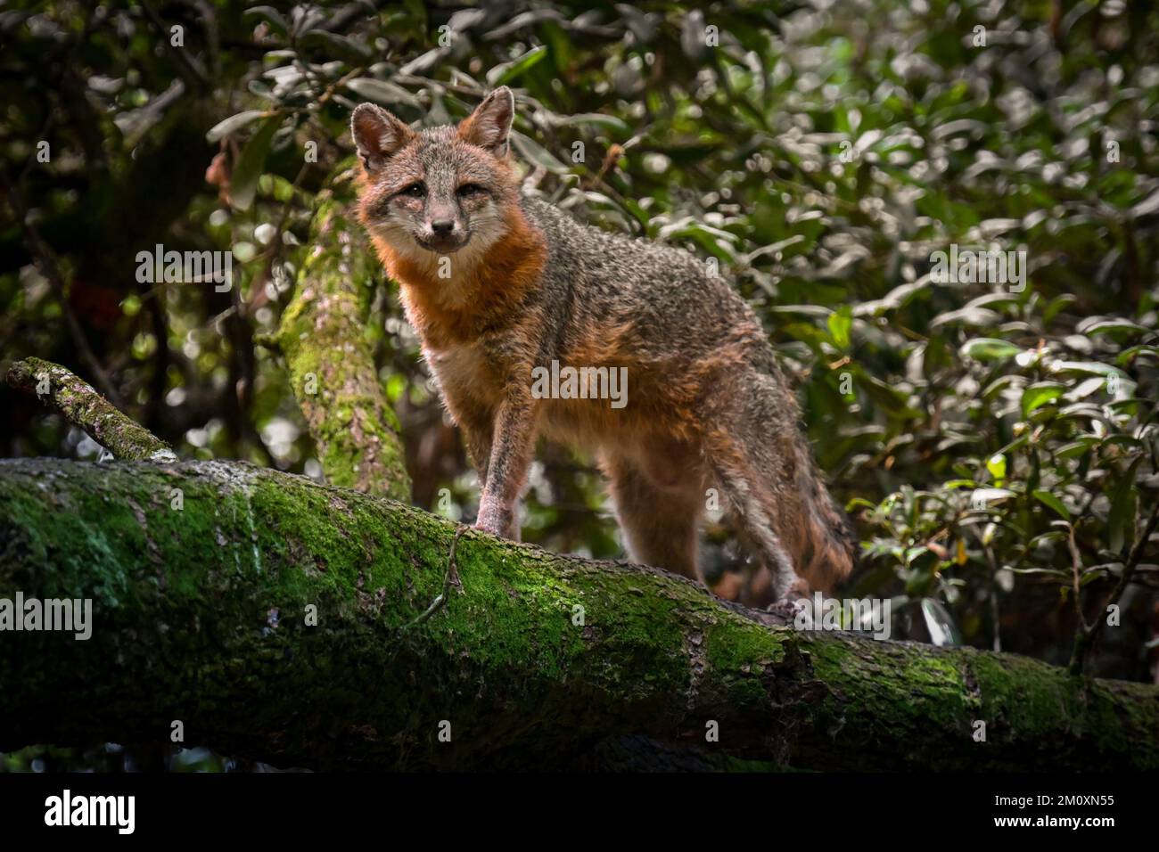 A beautiful shot of cute red fox in rainforest on mossy tree trunk ...