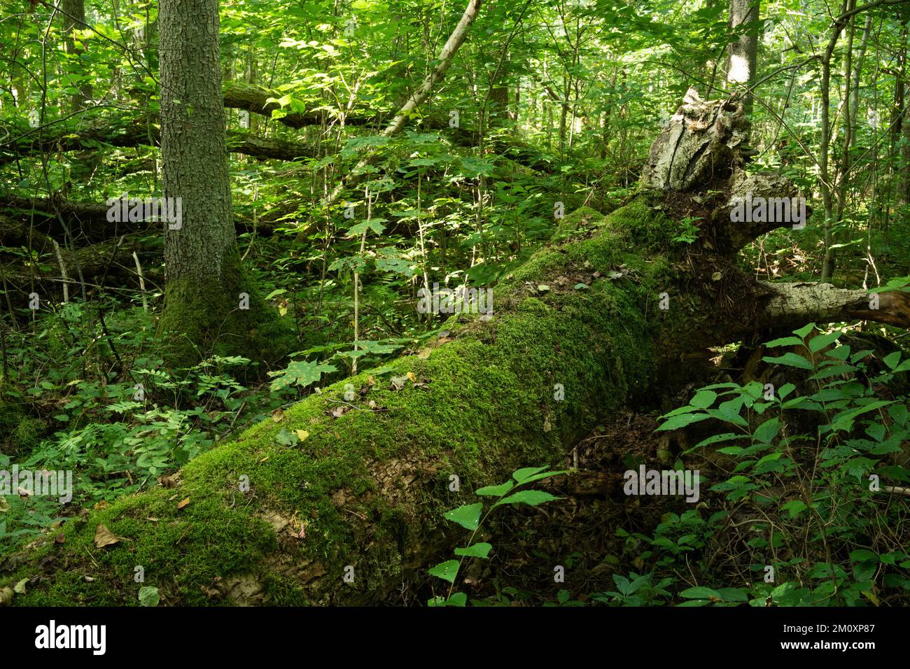 A lush old-growth deciduous forest with a lot of deadwood on a summer day in Northern Latvia Stock Photo