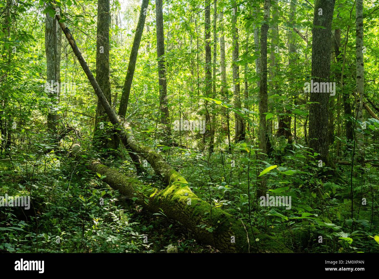 A lush old-growth deciduous forest with a lot of deadwood on a summer day in Northern Latvia Stock Photo