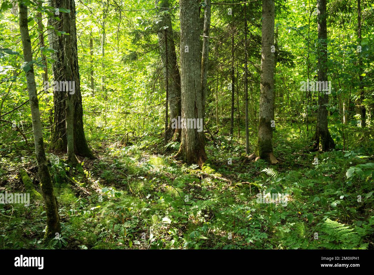 A lush old-growth deciduous forest with a lot of deadwood on a summer day in Northern Latvia Stock Photo