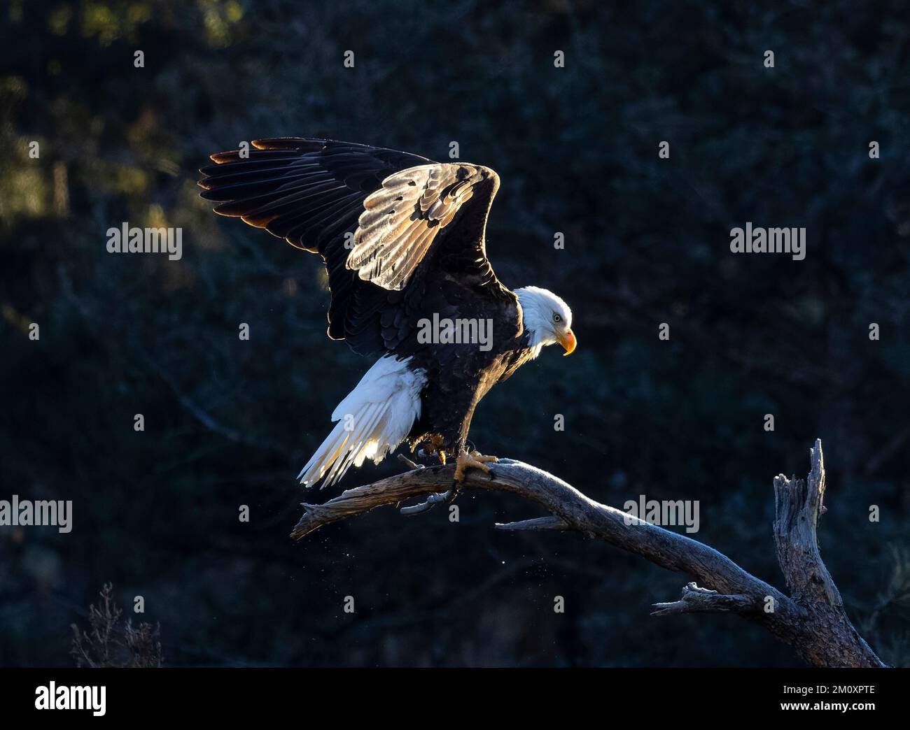 Bald Eagles at Eleven Mile Canyon Colorado on a cold winter morning ...