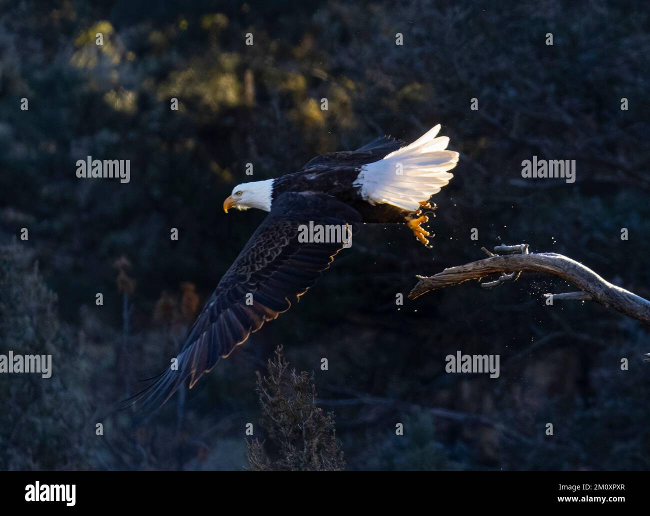 Bald Eagles at Eleven Mile Canyon Colorado on a cold winter morning ...