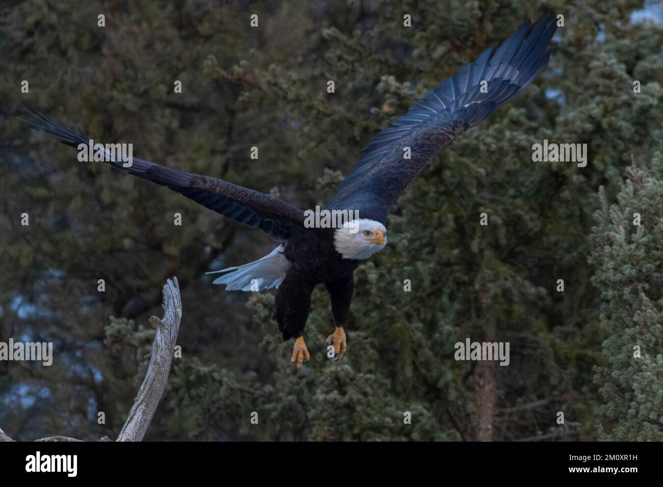 Bald eagles in Eleven Mile Canyon Colorado Stock Photo - Alamy