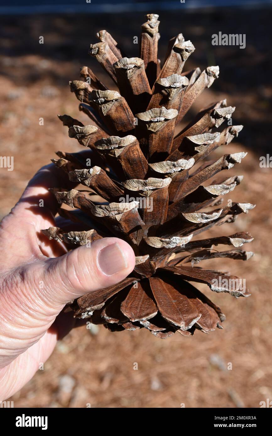 A very large Long Leaf Pine Cone. Stock Photo