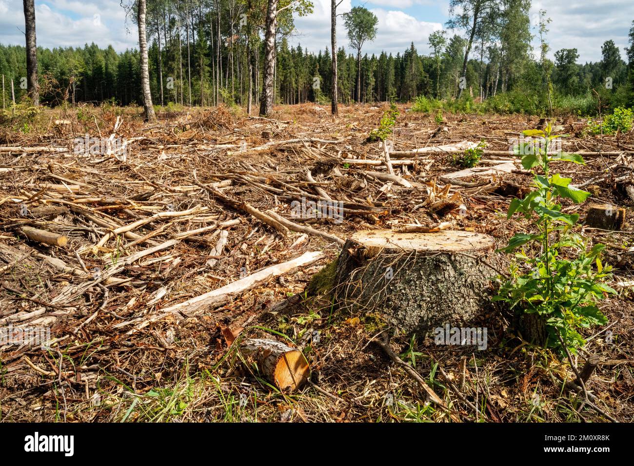 A fresh clear-cut area with a stump in the foreground in Northern Latvia, Europe Stock Photo