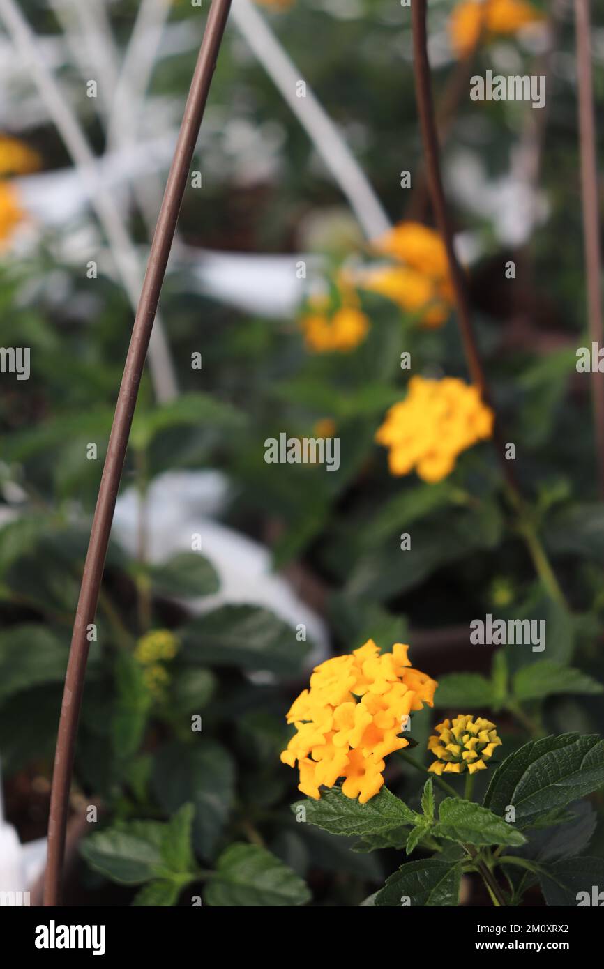 Yellow Lantana Blooms Stock Photo Alamy