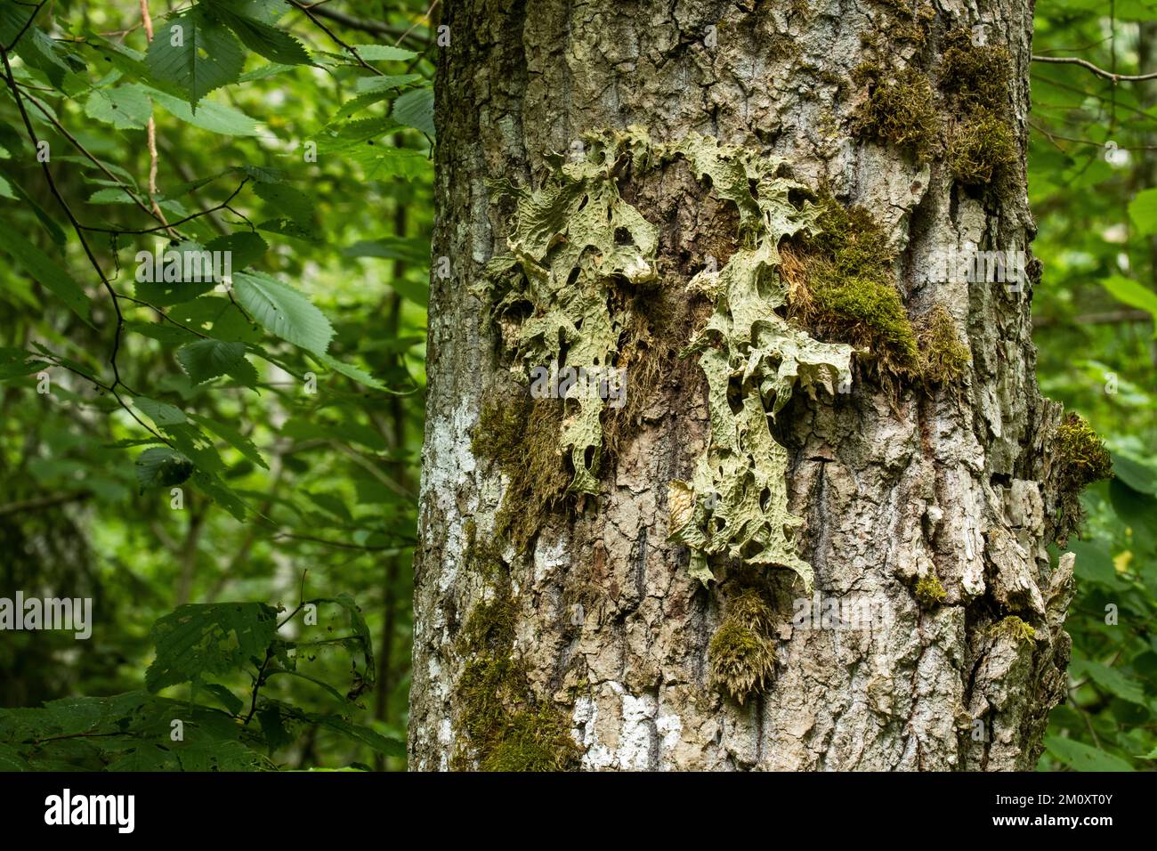 Lung lichen, Lobaria pulmonaria growing on a large Oak tree trunk in Latvian forest Stock Photo