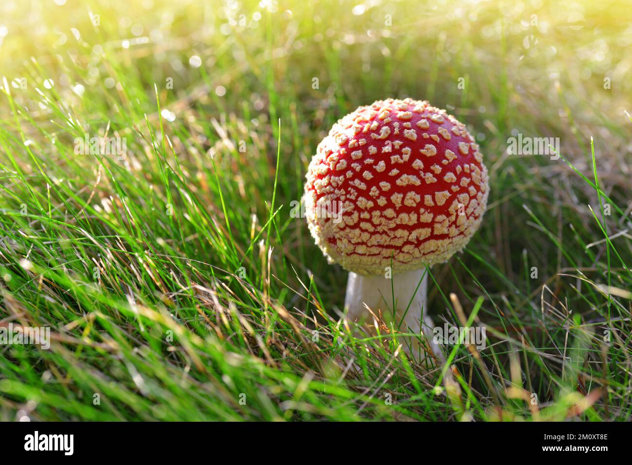 Red mushroom Fly agaric (Amanita Muscaria) in the green grass. Stock Photo