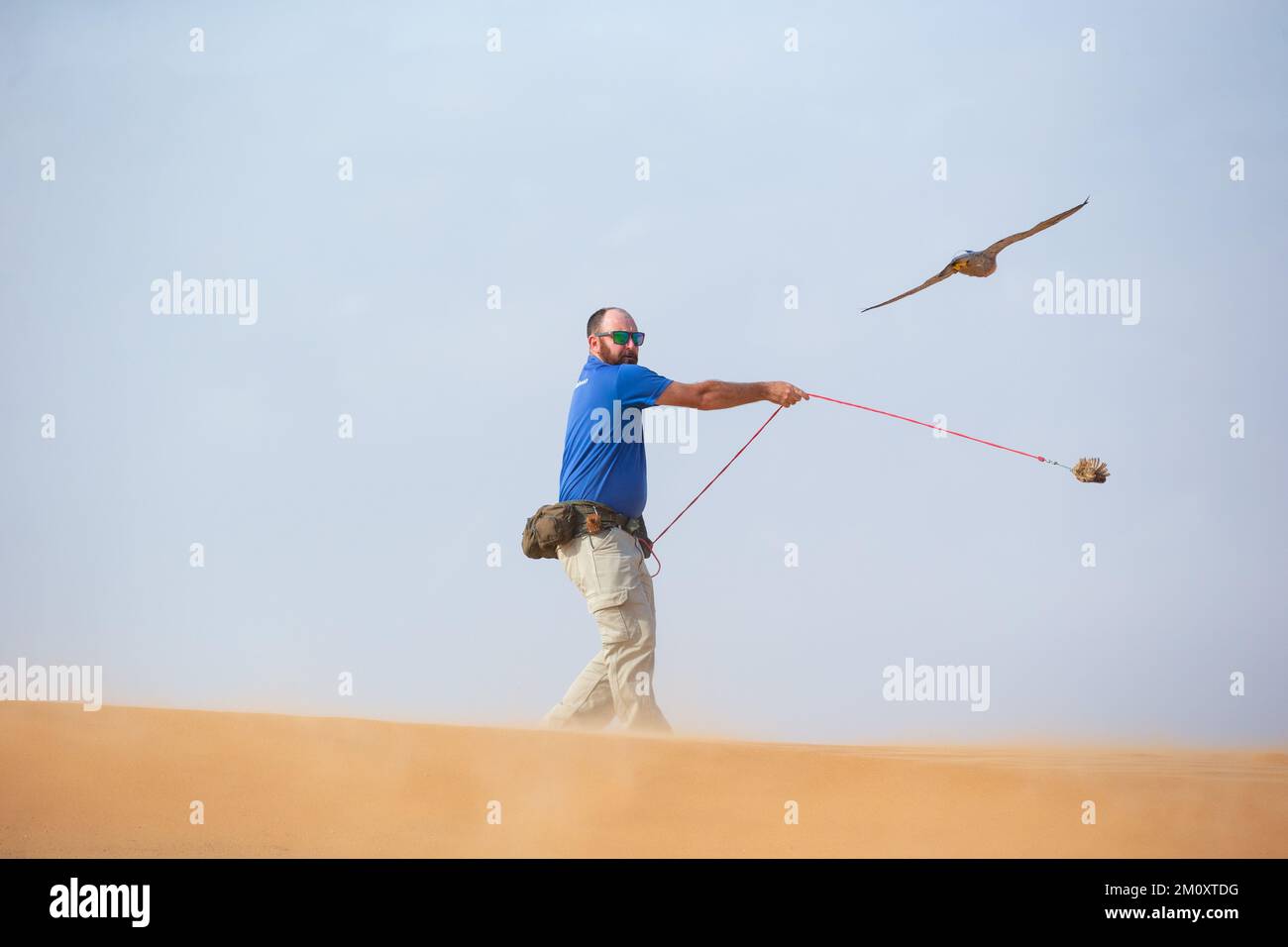 A falcon trainer in the Dubai Desert Conservation Reserve. Stock Photo