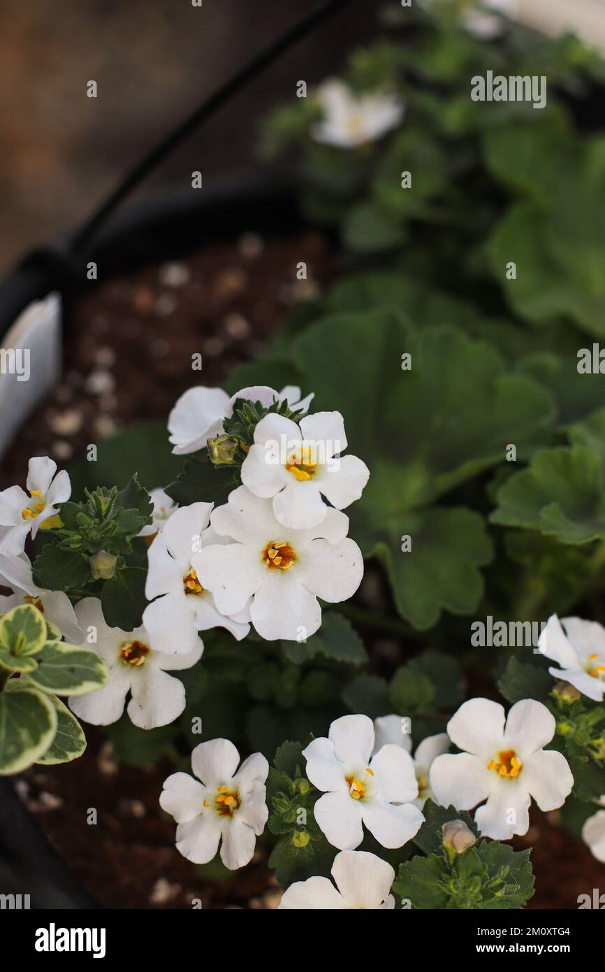 Macro Shot of White Bacopa Stock Photo