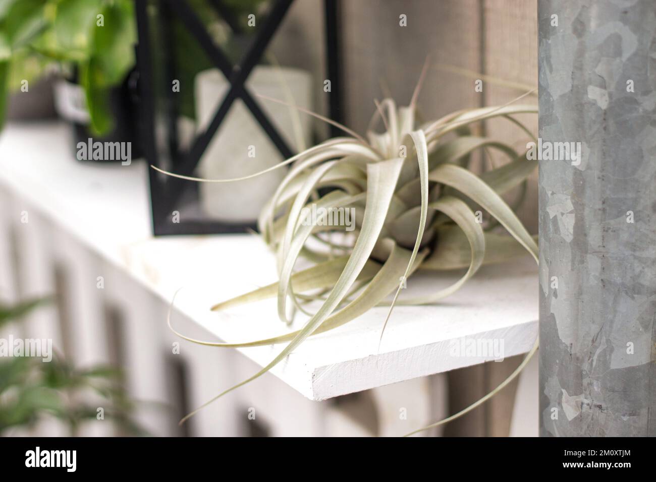 Tillandsia (Air plant) sitting on white shelf Stock Photo - Alamy