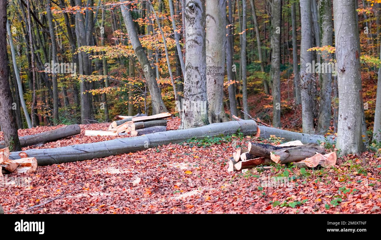 Cut trees, Preparations for winter in the forest, stumps lined up in rows, Trees cut in autumn, with space and writing area Stock Photo