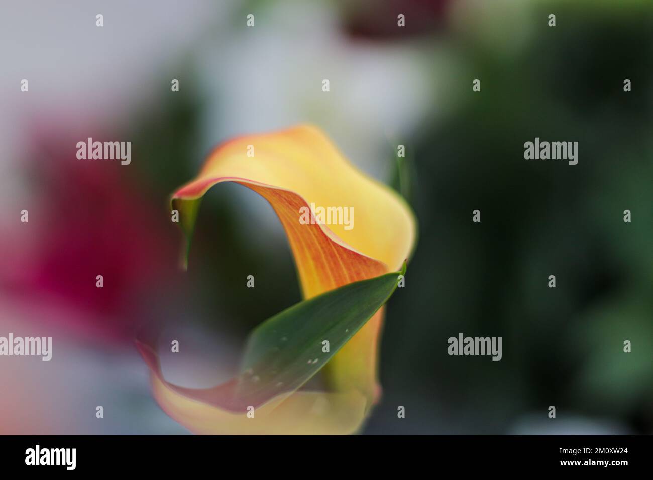 Macro close up shot water hi-res stock photography and images - Alamy