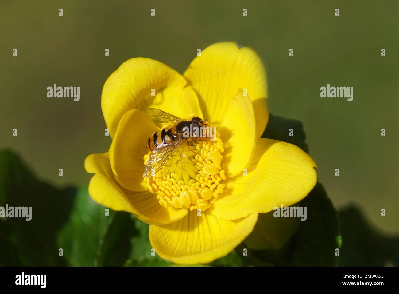 Male hoverfly Epistrophe melanostoma of family Syrphidae on a flower of marsh-marigold or kingcup (Caltha palustris) of the buttercup family (Ranuncul Stock Photo