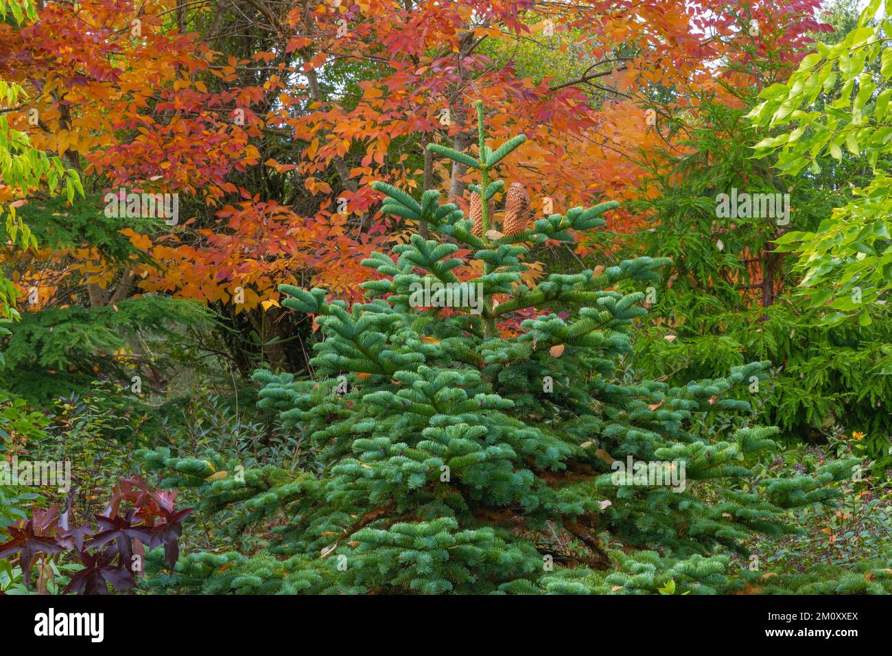 Young evergreen fir tree adding deep green color amongst the changing ...