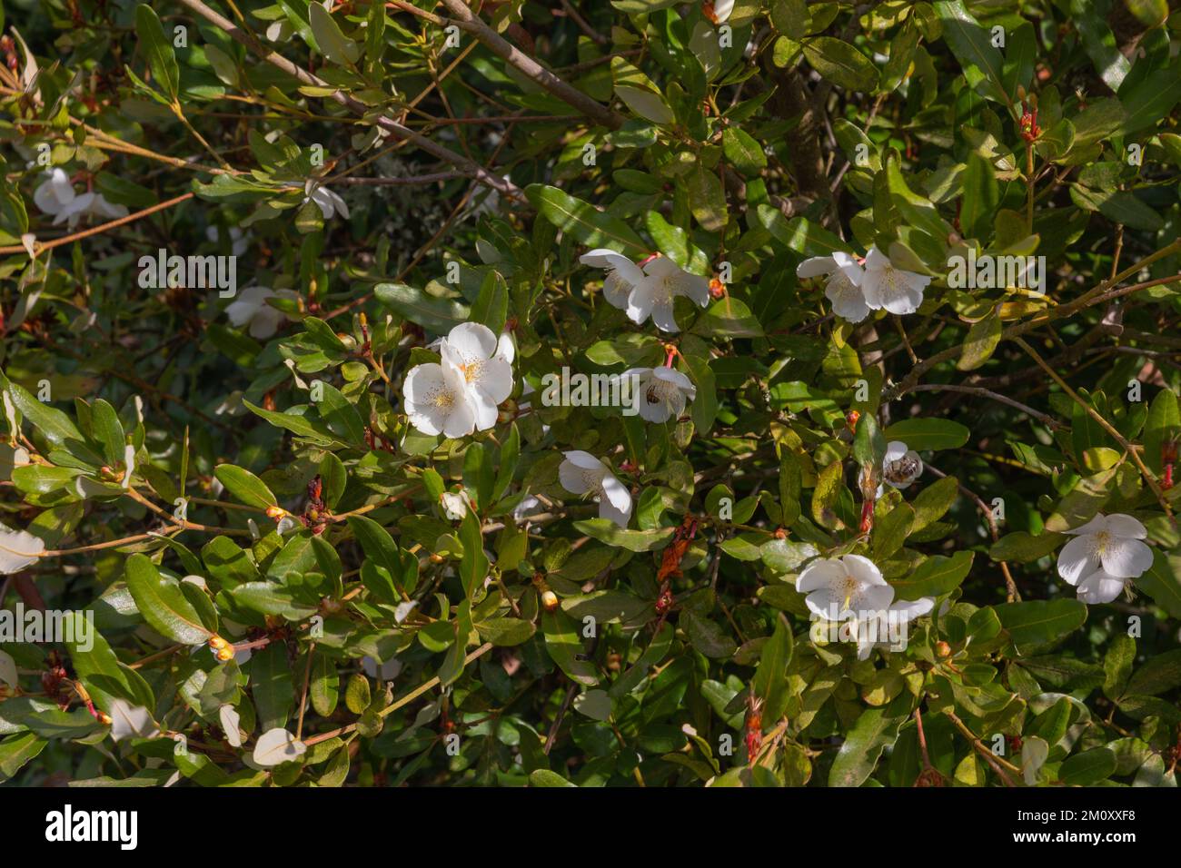 Small white flowers of the evergreen shrub eucryphia x hillieri winton Stock Photo