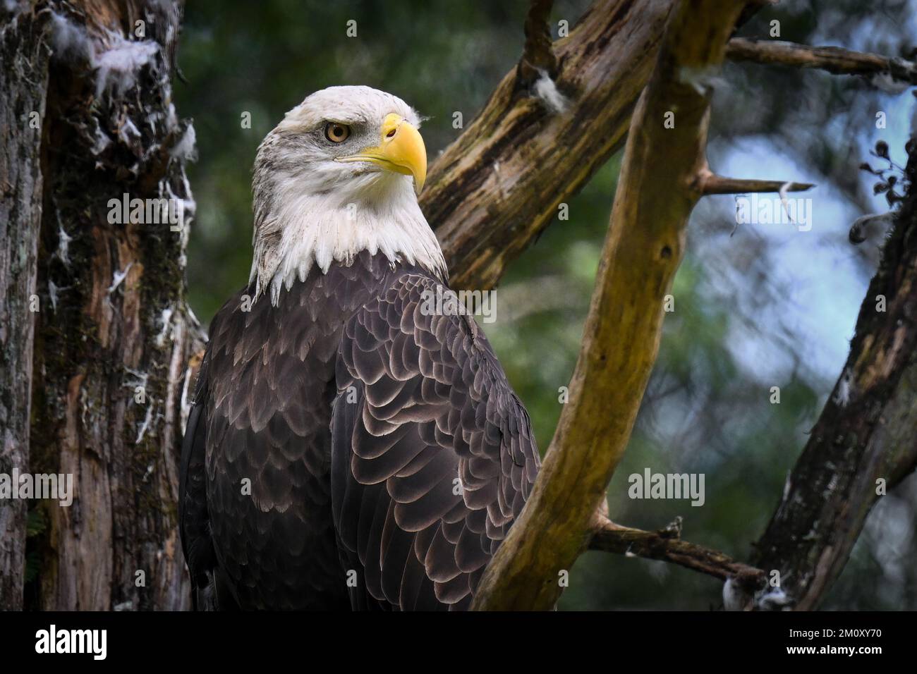 A majestic bald eagle perched on the tree branch in forest Stock Photo ...