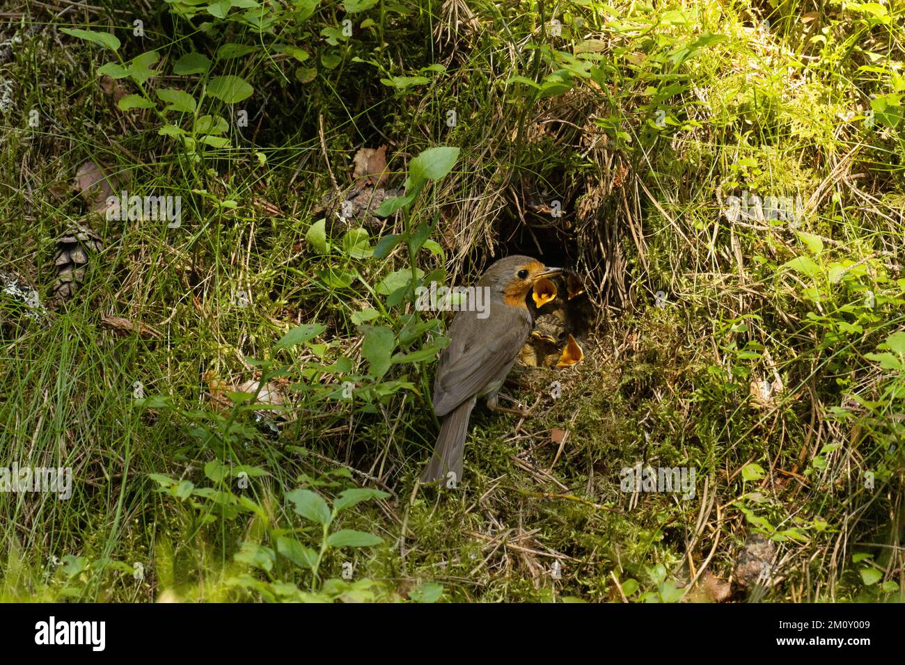 European robin feeding chicks in a well hidden nest on forest floor on a late evening in Estonia Stock Photo