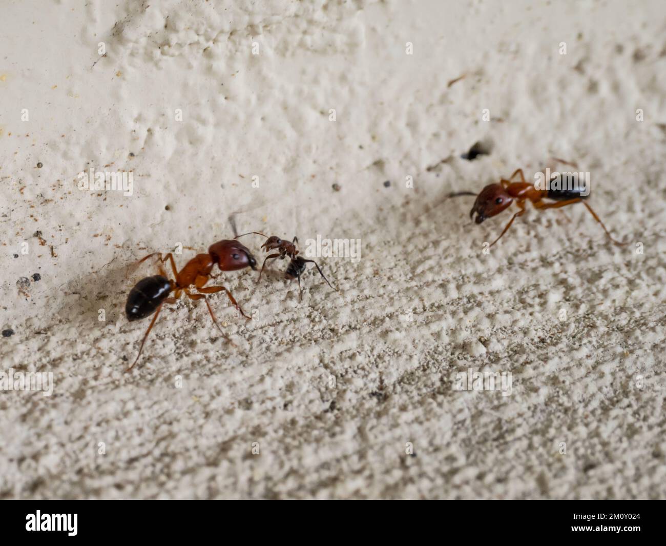 Two Florida carpenter ants, Camponotus floridanus Stock Photo Alamy