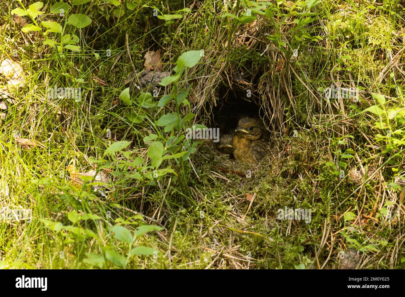 A small Robin chick waiting for food in a nest during a summer evening in Estonian forest Stock Photo