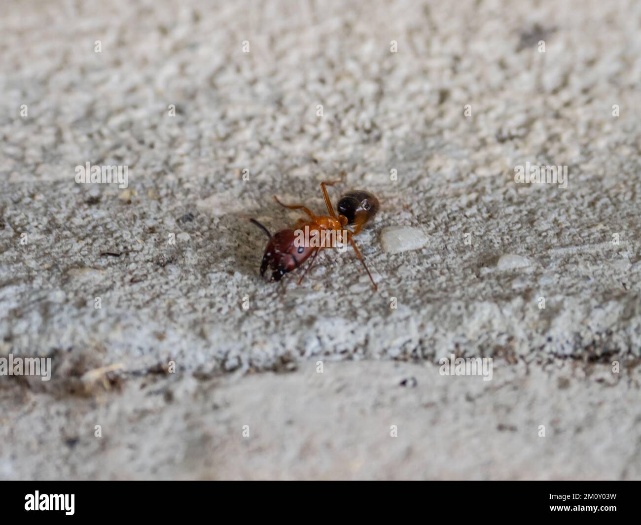 A Florida carpenter ant, Camponotus floridanus Stock Photo Alamy