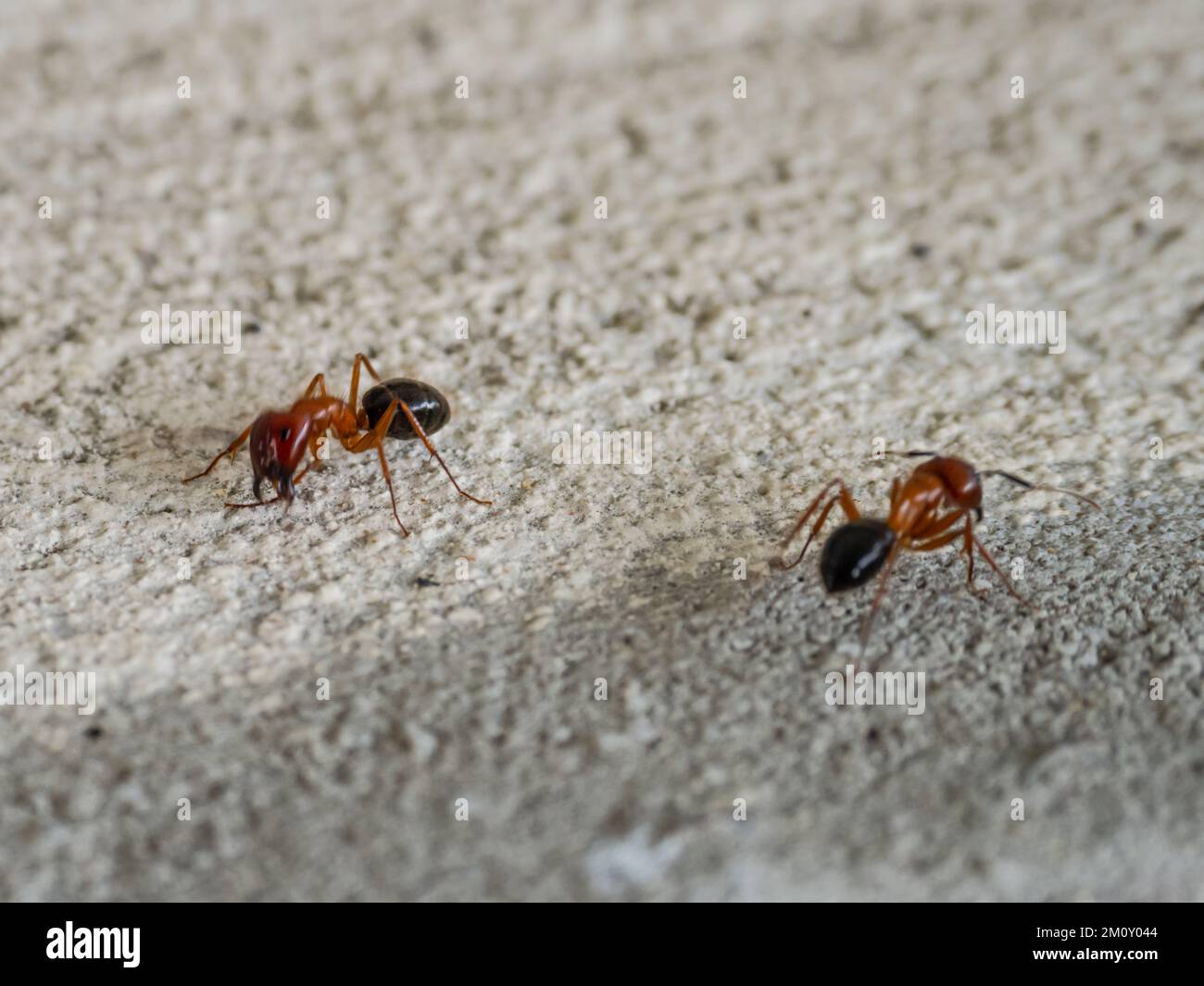 Gold-Digging Ant (Medieval Bestiary/India) - Giant, golden ants