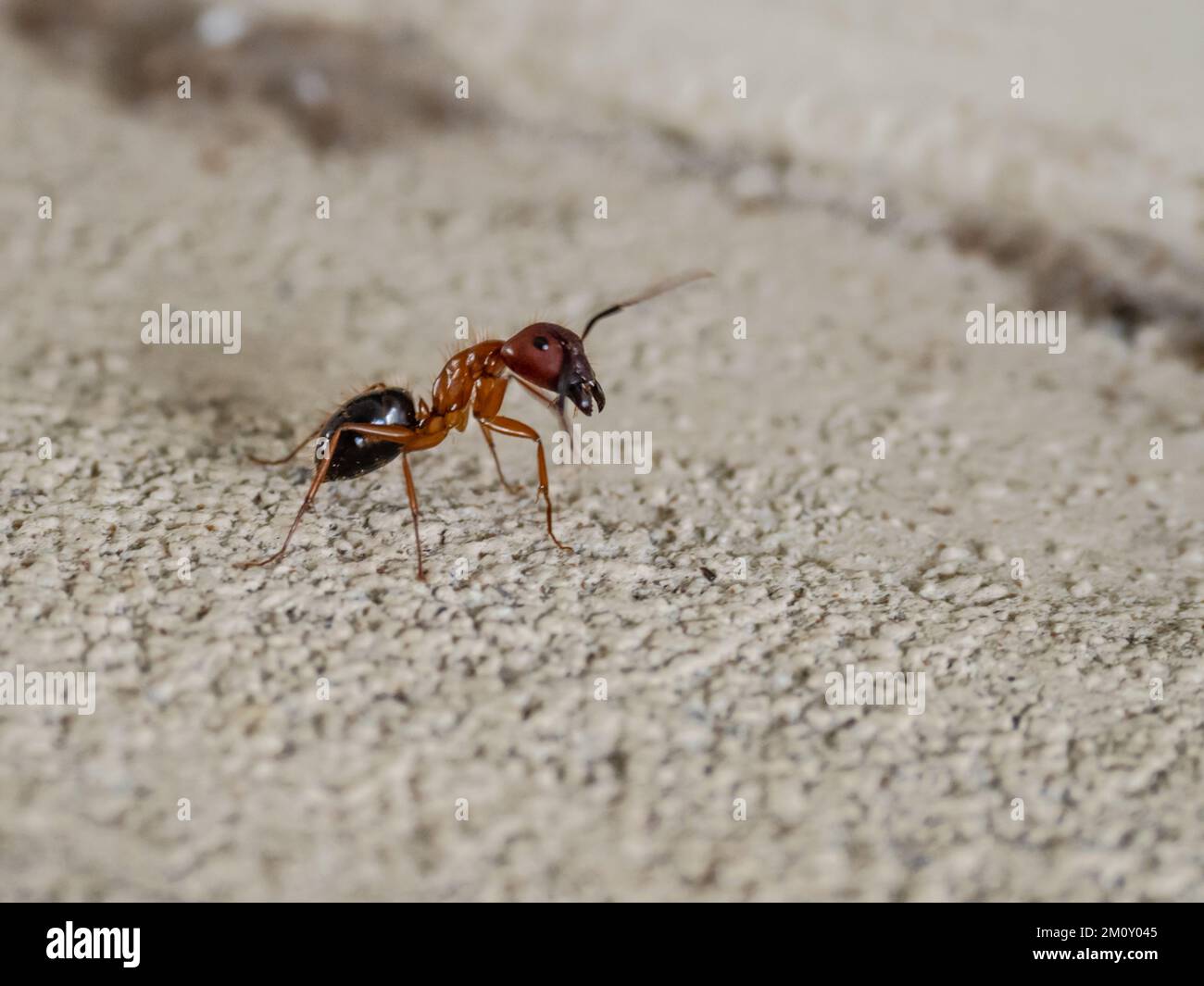 A Florida carpenter ant, Camponotus floridanus Stock Photo Alamy