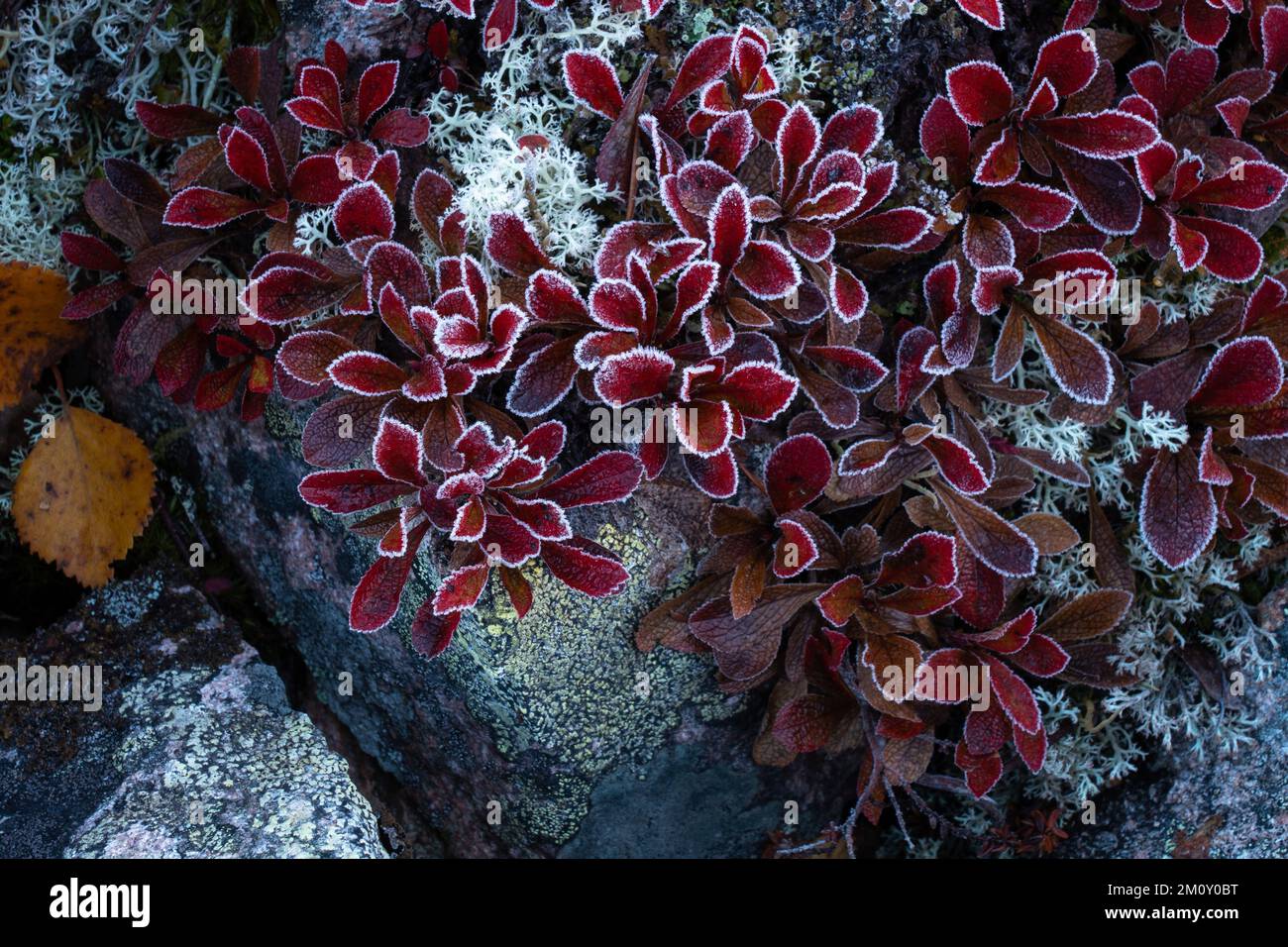 Frosty vibrant red Alpine bearberry, Arctous alpina growing on a rock during autumn foliage in Salla National Park, Northern Finland Stock Photo