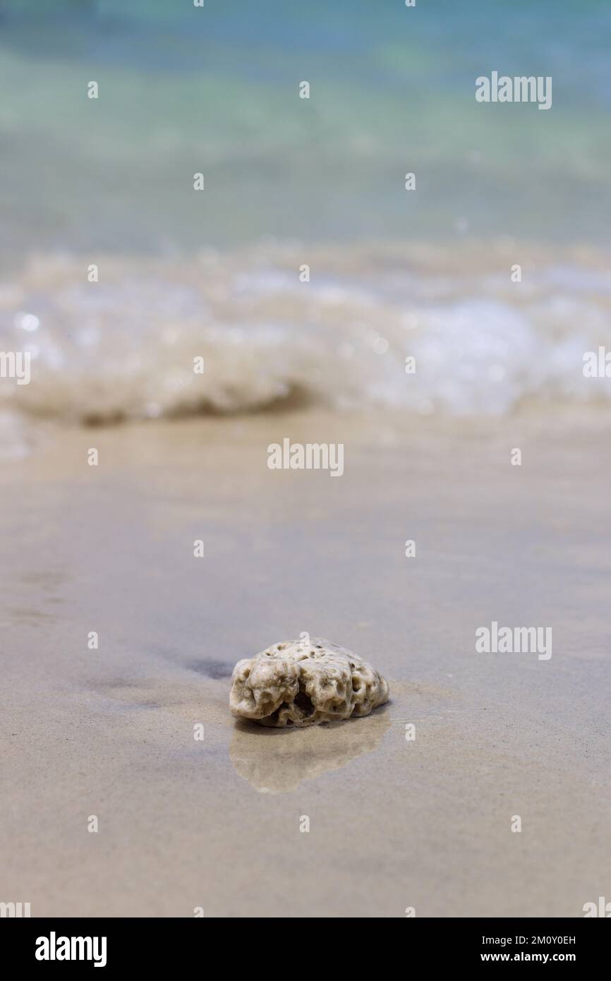Coral reef washed up on shore Stock Photo