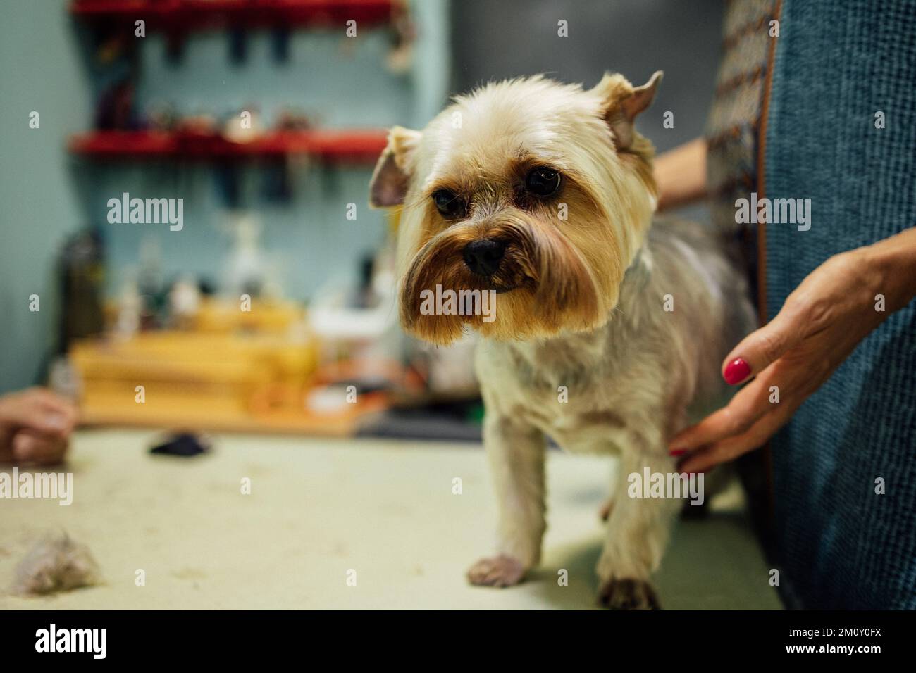 Groomer woman cutting and combing dog at grooming salon. Professional