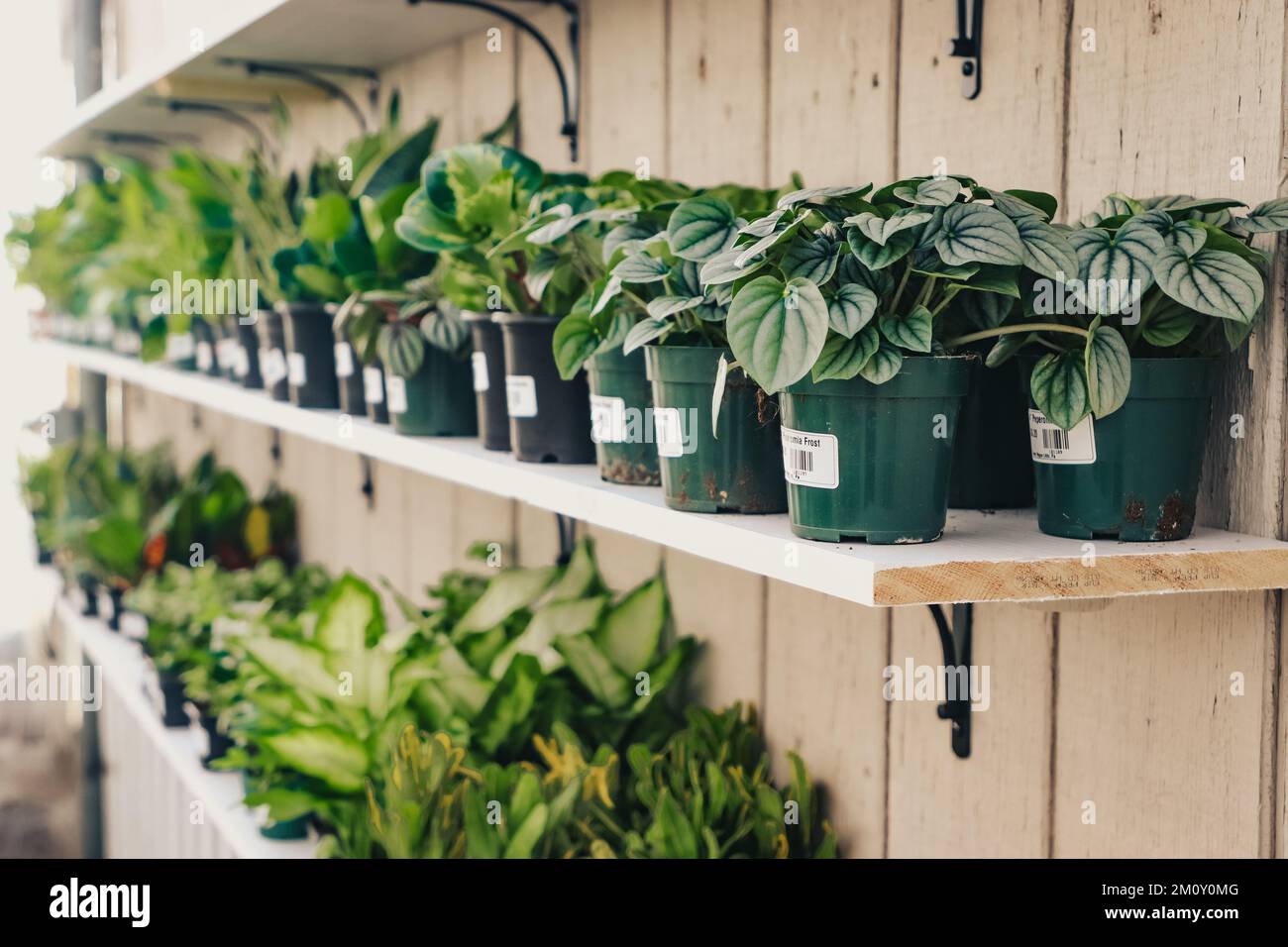 Houseplants sitting on shelves hires stock photography and images Alamy