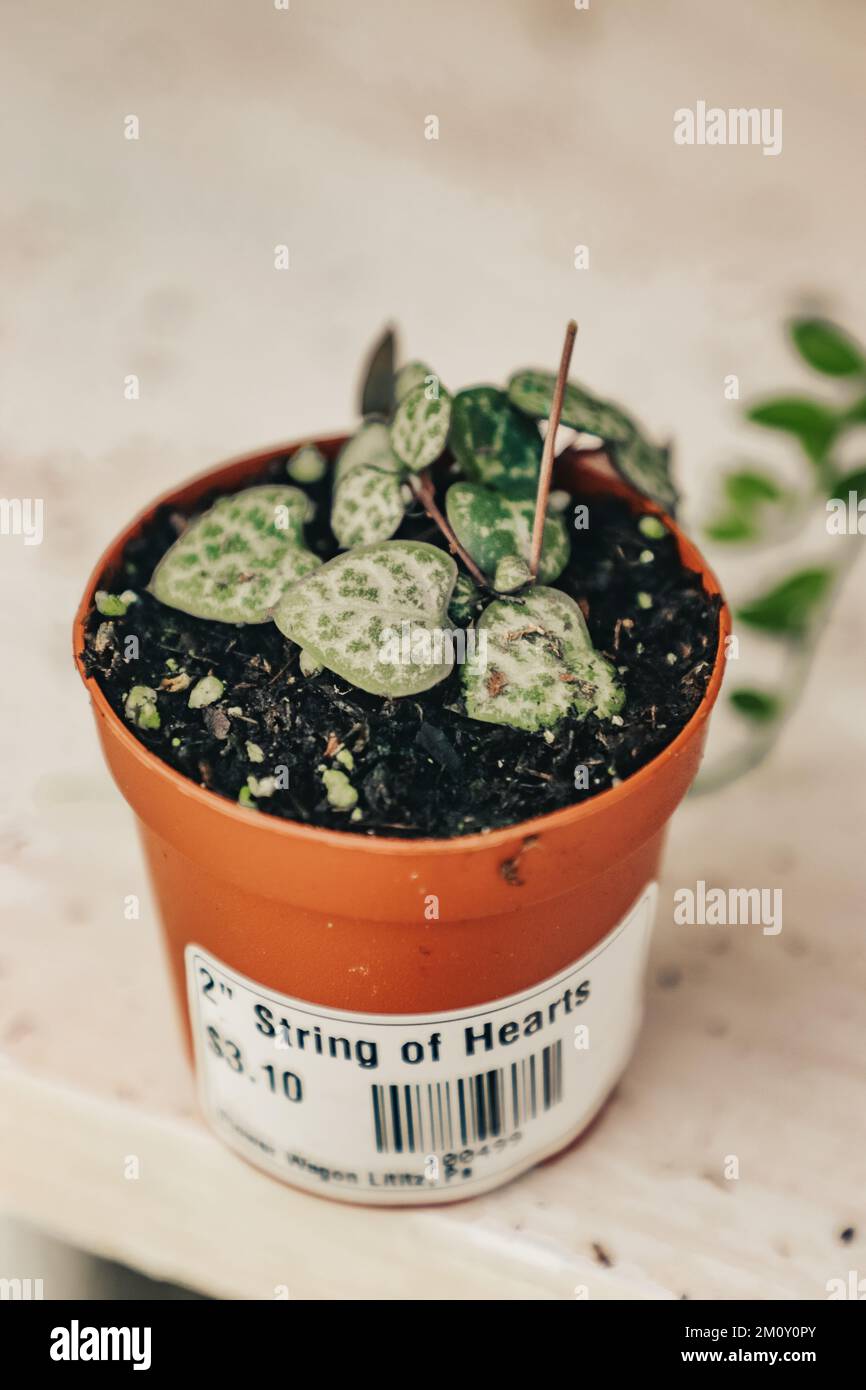 Ceropegia (String of Hearts) Succulent house plant in small pot Stock Photo